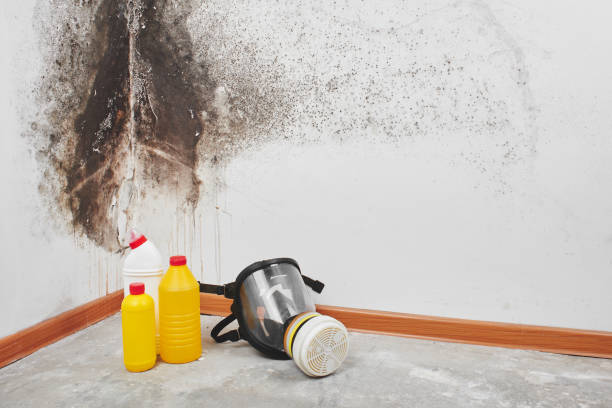 Mold Removal and Inspection in Centerville, UT