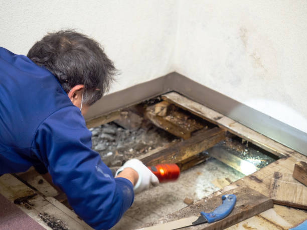 Centerville, UT Mold Removal Company