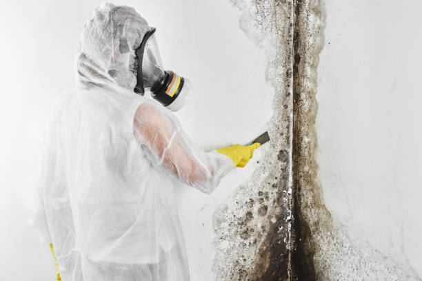 Best Residential Mold Removal  in Centerville, UT