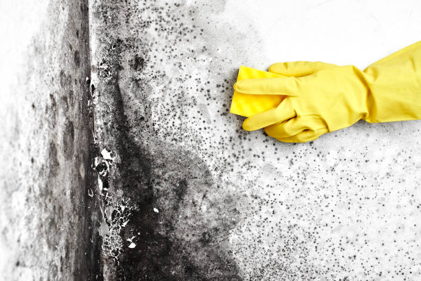 Best Home Mold Removal  in Centerville, UT
