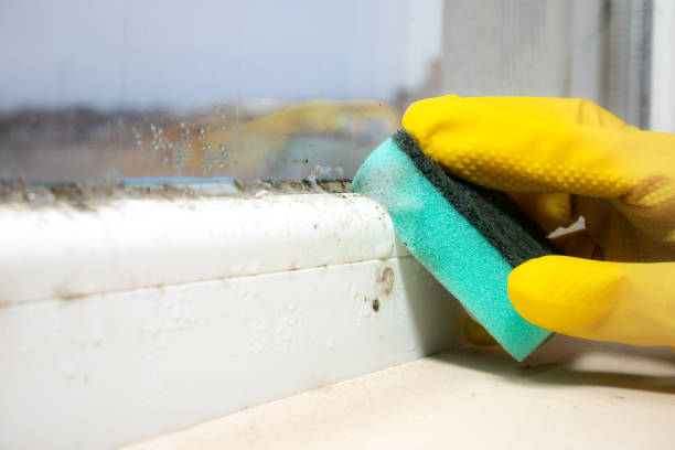 Best Attic Mold Removal  in Centerville, UT