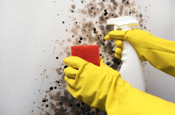 Best Crawl Space Mold Removal  in Centerville, UT