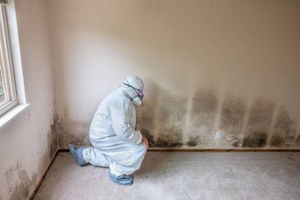 Best Professional Mold Removal  in Centerville, UT