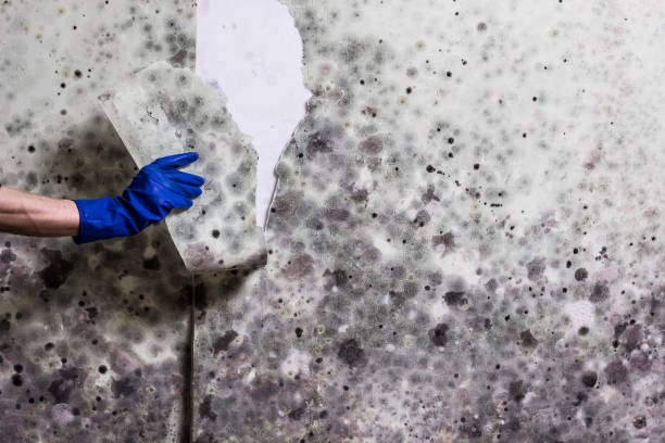 Best Certified Mold Removal  in Centerville, UT