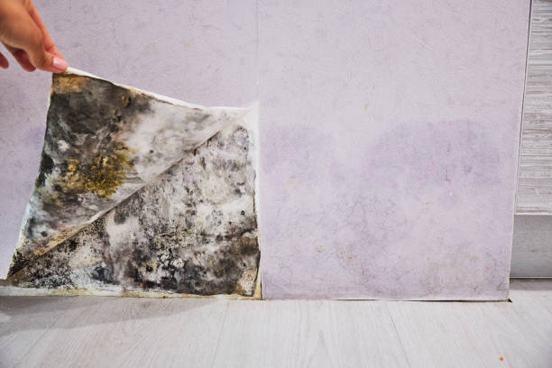 Best Mold Remediation Services  in Centerville, UT